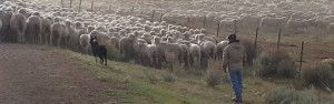 Driving a large flock