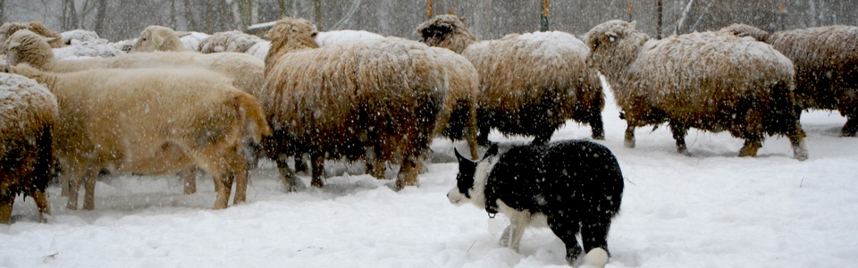 se puede registrar un border collie registrado en abca con akc