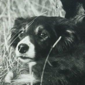 Nan – ABC 77943 | American Border Collie Association